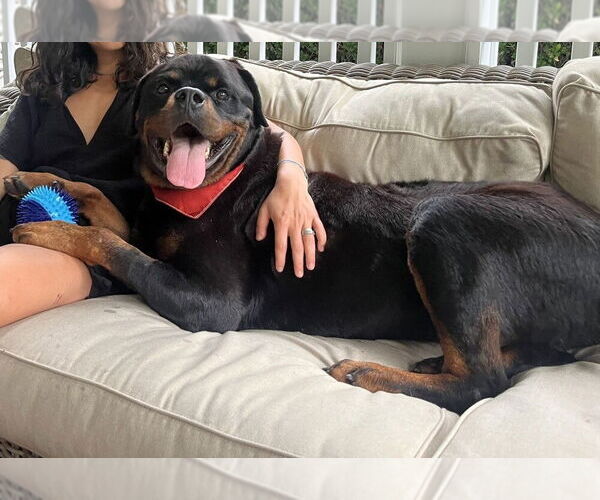 Medium Photo #31 Rottweiler-Unknown Mix Puppy For Sale in New York, NY, USA