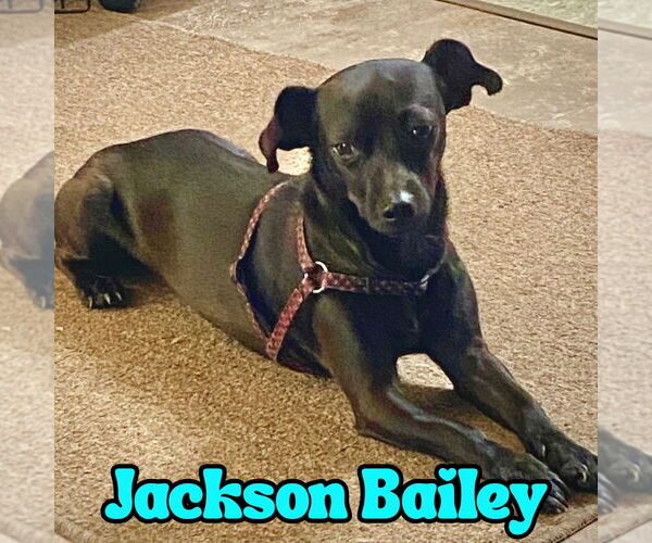 Medium Photo #21 Chiweenie Puppy For Sale in San Antonio, TX, USA