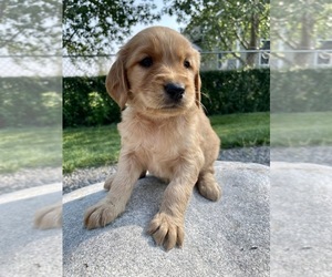Golden Irish Puppy for sale in RIVERTON, WY, USA