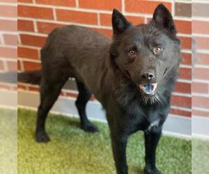 Medium Chow Chow Mix