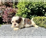 Small Photo #11 Shih Tzu Puppy For Sale in HAYWARD, CA, USA