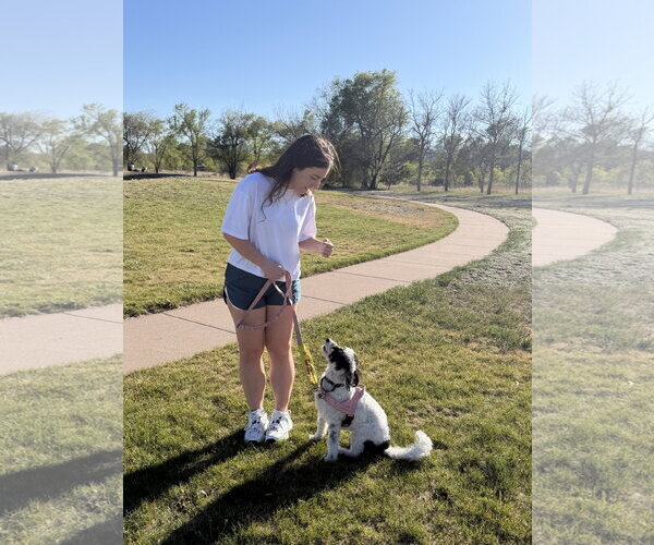 Medium Photo #4 Bernese Mountain Dog-Poodle (Miniature) Mix Puppy For Sale in Aurora, CO, USA