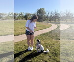 Small #3 Bernese Mountain Dog-Poodle (Miniature) Mix