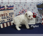 Small #18 Poodle (Toy)
