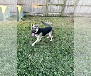 German Shepherd Dog Dogs for adoption in SAN ANTONIO, TX, USA