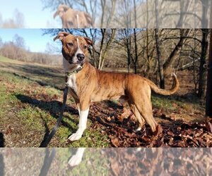 Mountain Cur-Unknown Mix Dogs for adoption in Woodsfield, OH, USA