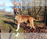 Small Photo #1 Mountain Cur-Unknown Mix Puppy For Sale in Woodsfield, OH, USA