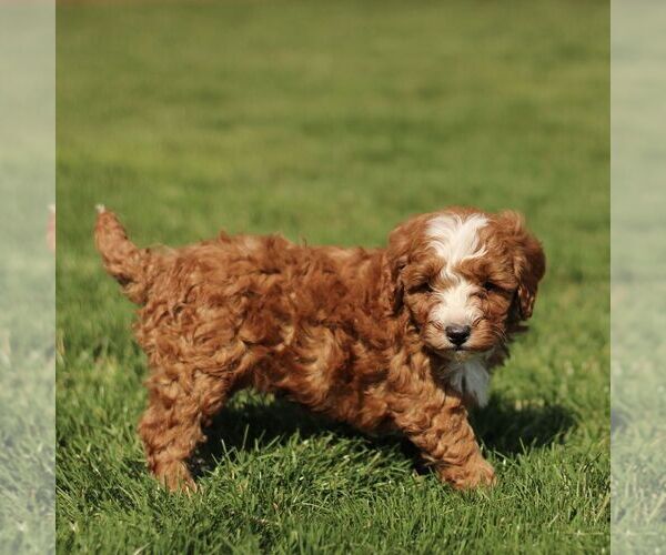Medium Photo #4 Cavapoo (Miniature) Puppy For Sale in RONKS, PA, USA
