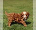 Small #3 Cavapoo (Miniature)