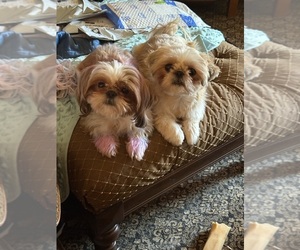 Mother of the Shih Tzu puppies born on 06/22/2025