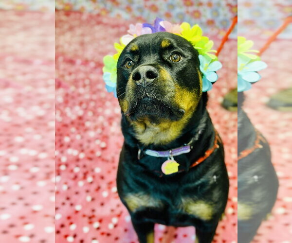 Medium Photo #3 Rottweiler Puppy For Sale in Jackson , NJ, USA