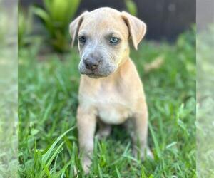 Fiji Pup - Nadi - Female Colonial Cocker Spaniel-Unknown Mix Dog for Adoption - Photo #3