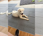 Small #1 Great Pyrenees