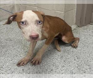 American Pit Bull Terrier-Unknown Mix Dogs for adoption in Conroe, TX, USA