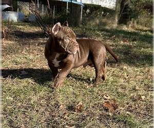 American Bully Puppy for sale in GREENWICH, NY, USA