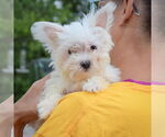 Small #5 Maltese