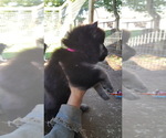 Small Photo #14 German Shepherd Dog-Wolf Hybrid Mix Puppy For Sale in DALTON, OH, USA