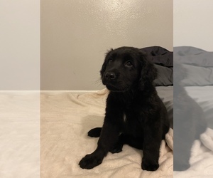 Flat Coated Retriever Puppy for sale in IRVING, TX, USA