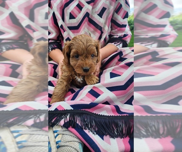Medium Photo #19 Cavapoo mix (+ Poodle Miniature) Puppy For Sale in GREENWOOD, WI, USA