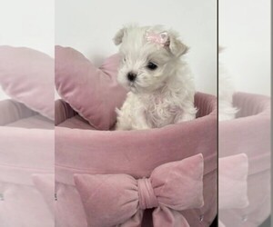 Maltese Puppy for sale in KISSIMMEE, FL, USA