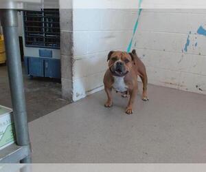 Bullypit Dogs for adoption in San Bernardino, CA, USA