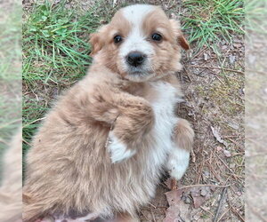 Border Collie Dogs for adoption in Rutherfordton, NC, USA