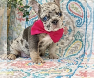 French Bulldog Puppy for sale in LANCASTER, PA, USA