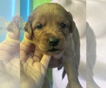 Hocus - Female Golden Retriever Puppy for Sale - Small photo