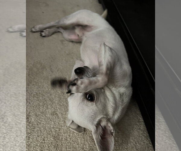 Medium Photo #4 Chihuahua-Unknown Mix Puppy For Sale in Virginia Beach, VA, USA