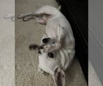 Small #3 Chihuahua Mix