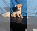 Puppy 4 American Pit Bull Terrier-Siberian Husky Mix