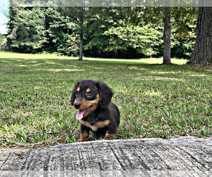 Dachshund Puppy for sale in LOCUST GROVE, GA, USA