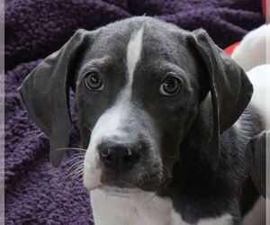 Mutt Dogs for adoption in Canton, CT, USA