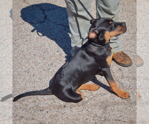 Keller - Male American Staffordshire Terrier-Rottweiler Mix Dog for Adoption - Photo #4