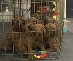Image preview for Ad Listing. Nickname: Litter of 6