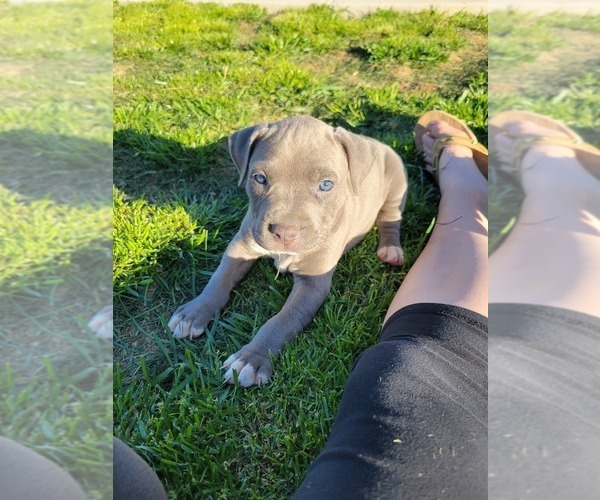 Medium Photo #3 American Pit Bull Terrier Puppy For Sale in CHAMBERSBURG, PA, USA