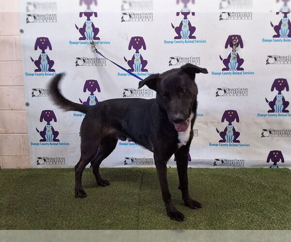 Medium Photo #1 Shepradors Puppy For Sale in Orlando, FL, USA