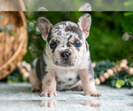 Puppy Martin French Bulldog