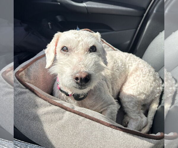 Medium Photo #4 Poodle (Miniature)-Unknown Mix Puppy For Sale in Newport Beach, CA, USA