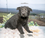 Small Photo #7 German Shepherd Dog Puppy For Sale in REBERSBURG, PA, USA