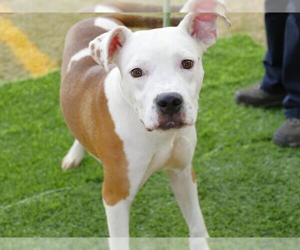 Medium Photo #2 American Staffordshire Terrier-Unknown Mix Puppy For Sale in Tallahassee, FL, USA