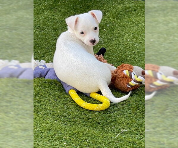 Medium Photo #2 Mutt Puppy For Sale in Pleasanton, CA, USA