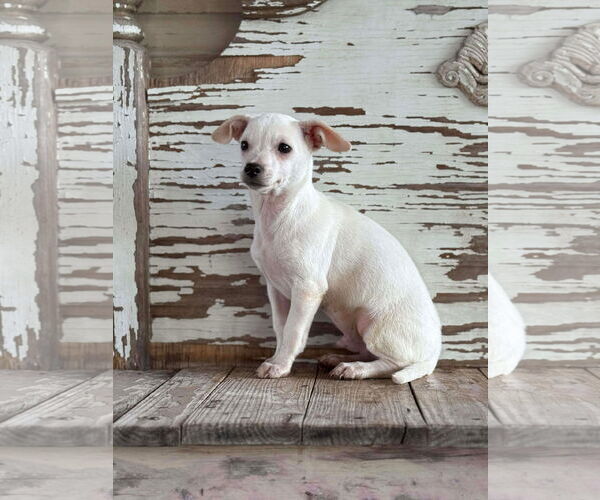 Medium Photo #2 Chiweenie Puppy For Sale in Rockaway, NJ, USA