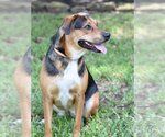 Small #1 German Shepherd Dog Mix