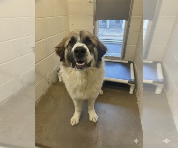 Medium Photo #2 Saint Bernard-Unknown Mix Puppy For Sale in Woodbury, NY, USA