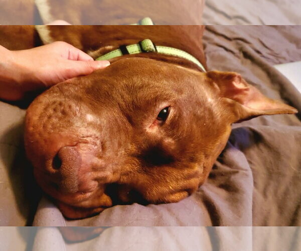 Medium Photo #10 Mutt Puppy For Sale in Strongsville, OH, USA