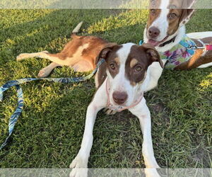 Mutt Dogs for adoption in Coralville, IA, USA