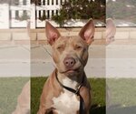 Small Photo #4 American Pit Bull Terrier-Unknown Mix Puppy For Sale in La Verne, CA, USA