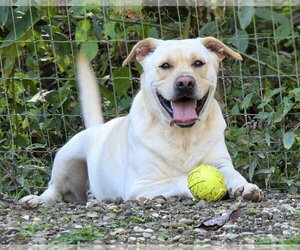 Oopah - Male Labrador Retriever-Unknown Mix Dog for Adoption - Photo #7