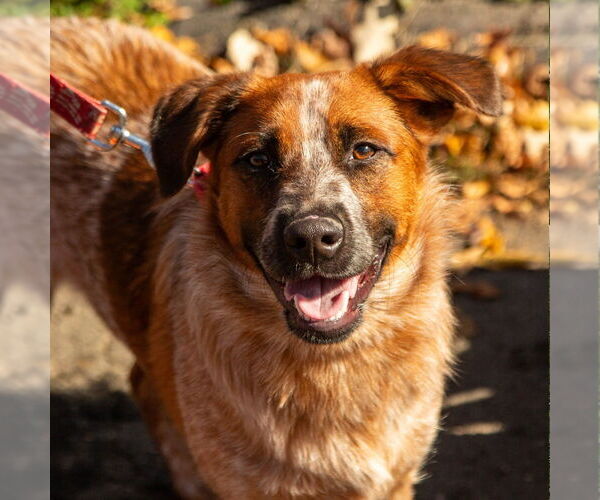 Medium Photo #2 Mutt Puppy For Sale in Canton, CT, USA